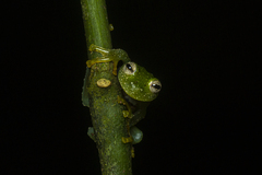 Vitreorana uranoscopa