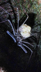 Amblypygi