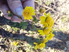 Chrysanthemum lavandulifolium