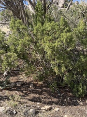 Juniperus monosperma