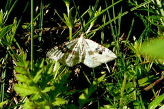 Xanthorhoe montanata