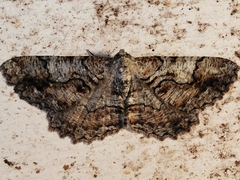 Cymatophora approximaria