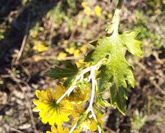 Chrysanthemum lavandulifolium