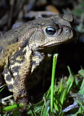 Rhinella icterica