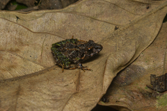 Ischnocnema bolbodactyla