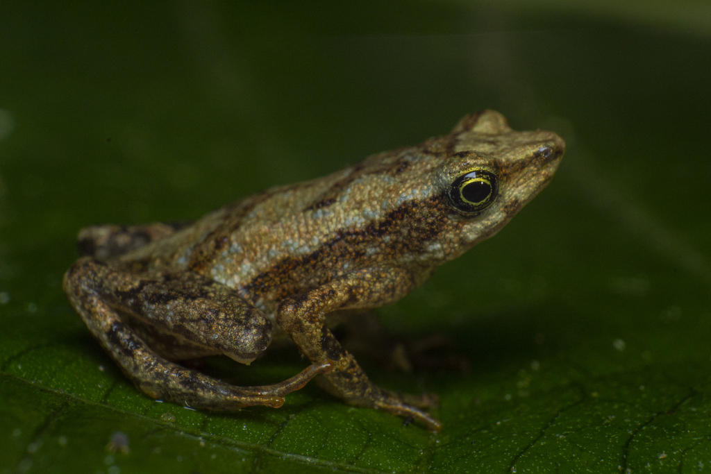 Dendrophryniscus haddadi