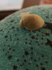 Crepidula convexa