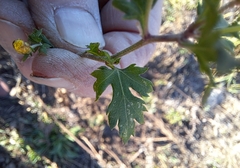 Chrysanthemum lavandulifolium