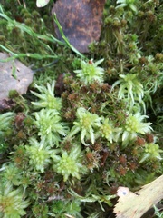Sphagnum palustre