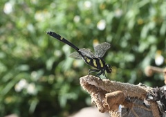 Gomphidictinus perakensis