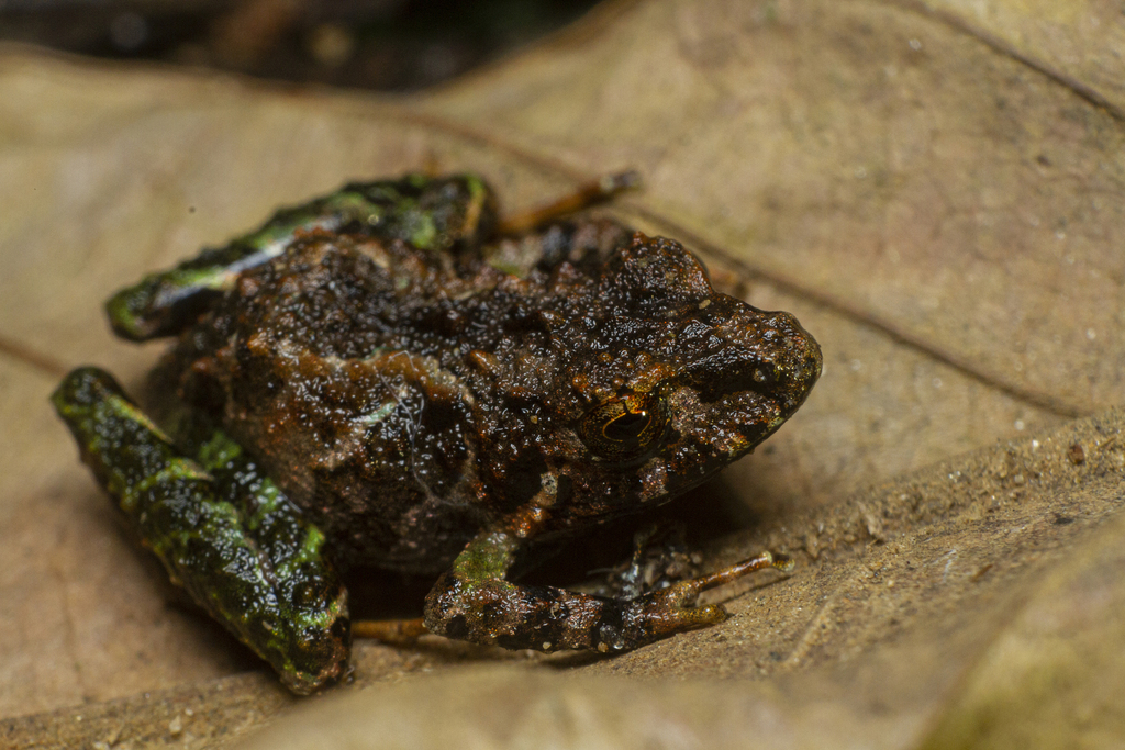 Rio Robber Frog