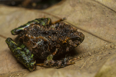 Ischnocnema bolbodactyla
