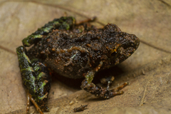 Ischnocnema bolbodactyla