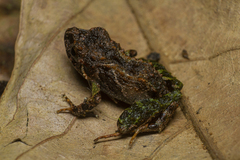 Ischnocnema bolbodactyla