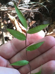 Oplismenus hirtellus