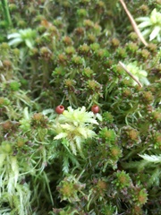 Sphagnum palustre