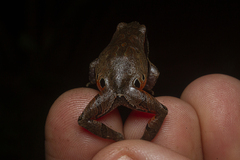 Physalaemus atlanticus