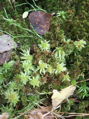 Sphagnum palustre