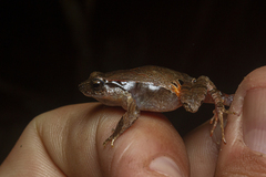 Physalaemus atlanticus