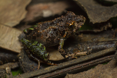 Ischnocnema bolbodactyla