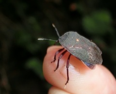 Cyclopelta parva