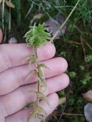 Sphagnum palustre