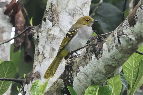 Western Nicator (Nicator chloris), photo 8