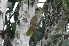 Nicator chloris
