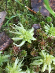 Sphagnum palustre