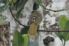 Nicator chloris