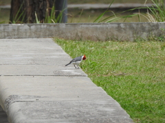 Paroaria coronata