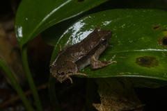 Physalaemus atlanticus