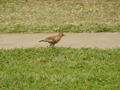 Furnarius rufus