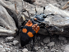 Nicrophorus hebes