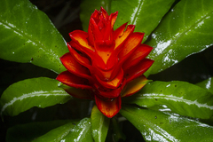 Aphelandra