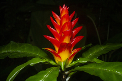 Aphelandra