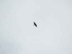 Caracara plancus