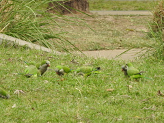 Myiopsitta monachus