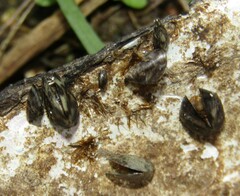 Dreissena polymorpha