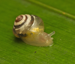 Coneuplecta pampini