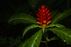 Aphelandra