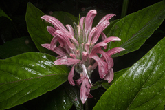 Justicia carnea