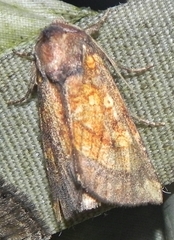 Papaipema impecuniosa