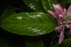 Justicia carnea