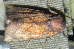 Papaipema impecuniosa
