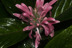 Justicia carnea