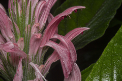 Justicia carnea