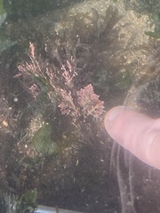 Corallina officinalis