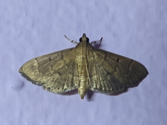Herpetogramma licarsisalis