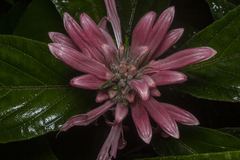 Justicia carnea